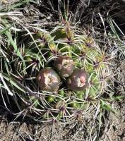 Gymnocalycium achirasense v. villamercedense VG-289.jpg