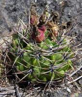 Gymnocalycium achirasense v.chacrasense VG-251.jpg