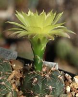 Gymnocalycium andreae ssp. pabloi VG-985.jpg