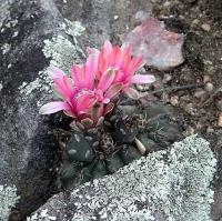 Gymnocalycium baldianum VG-067.jpg