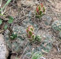 Gymnocalycium baldianum VG-184.jpg