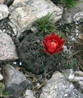 Gymnocalycium baldianum VG-349.jpg