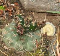 Gymnocalycium baldianum VG-561.jpg