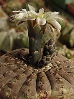 Gymnocalycium bodenbenderianum VG 248.jpg