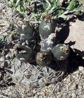 Gymnocalycium borthii ssp. nogolense VG-411-1.jpg