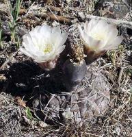 Gymnocalycium borthii ssp. nogolense VG-412.jpg