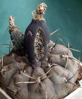 Gymnocalycium borthii ssp. nogolense VG-684.jpg