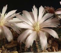 Gymnocalycium bruchii VG-280.jpg