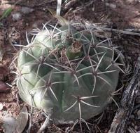 Gymnocalycium castellanosii VG-244.jpg