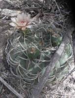 Gymnocalycium catamarcense VG-172.jpg