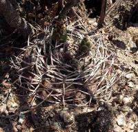 Gymnocalycium catamarcense fa. belense VG-813.jpg