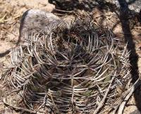 Gymnocalycium catamarcense fa. belense VG-814.jpg