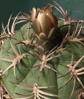 Gymnocalycium catamarcense forma VG-813.jpg