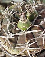 Gymnocalycium catamarcense forma VG177.jpg