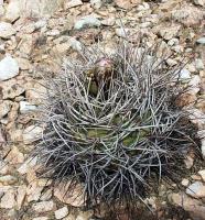 Gymnocalycium coloradense VG-401.jpg