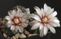 Gymnocalycium erinaceum VG-339.jpg