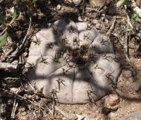 Gymnocalycium esperanzae VG-1242.jpg