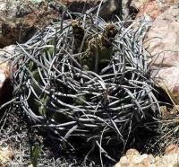 Gymnocalycium ferox VG-320a.jpg