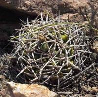 Gymnocalycium ferox VG-512.jpg