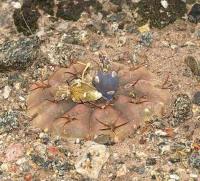 Gymnocalycium ferrarii VG-665.jpg