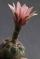 Gymnocalycium fischeri aff. VG 020.jpg