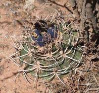 Gymnocalycium guanchinense VG-231.jpg