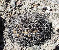 Gymnocalycium hossei VG 196.jpg