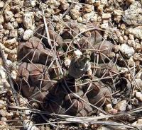 Gymnocalycium intertextum VG-322.jpg