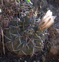 Gymnocalycium intertextum VG-326.jpg