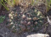 Gymnocalycium intertextum var. green VG-310.jpg