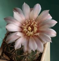 Gymnocalycium kieslingii fa. albiareolatum VG-204.jpg