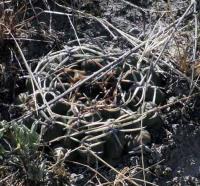 Gymnocalycium marsoneri VG-635.jpg