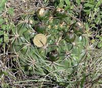 Gymnocalycium monvillei VG-271.jpg