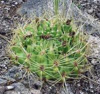 Gymnocalycium monvillei VG-304.jpg