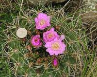 Gymnocalycium monvillei ssp. gertrudae v. confusa VG-298.jpg