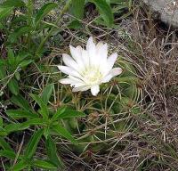 Gymnocalycium monvillei v. grandiflorum VG-333.jpg