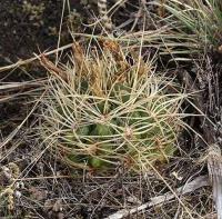 Gymnocalycium monvillei v. steineri VG-491.jpg