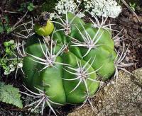 Gymnocalycium mostii VG-338.jpg