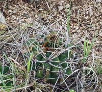 Gymnocalycium mostii v. genseri VG-341a.jpg