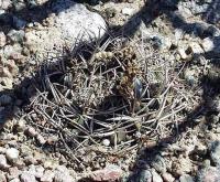 Gymnocalycium nidulans VG-199.jpg