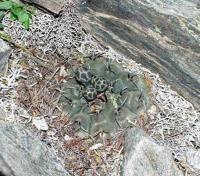 Gymnocalycium ochoterenae form VG-255.jpg