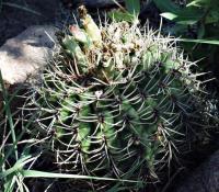 Gymnocalycium ochoterenae ssp. herbstoferianum VG-258.jpg