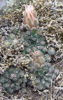 Gymnocalycium parvulum VG-303.jpg