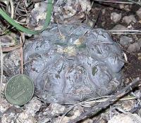 Gymnocalycium prochazkianum VG-345.jpg
