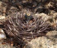 Gymnocalycium pugionacanthum VG-200.jpg