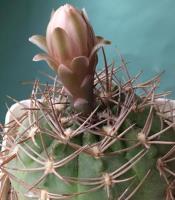 Gymnocalycium rhodantherum VG-218.jpg