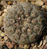 Gymnocalycium riojense VG 241.jpg