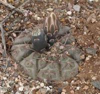 Gymnocalycium riojense VG-664.jpg