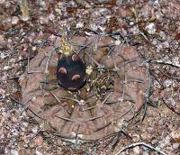 Gymnocalycium riojense VG-671.jpg