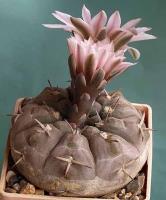 Gymnocalycium riojense VG-689.jpg